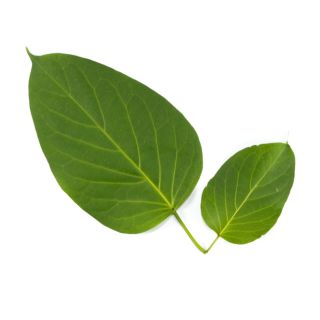 Gymnema sylvestre extract